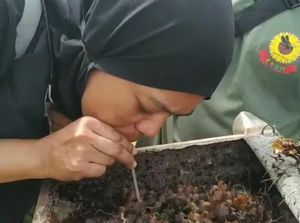 Sensasi Menyesap Madu Langsung dari Sarang Trigona Sensasi Menyesap Madu Langsung dari Sarang Trigona