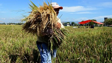 Produksi Anjlok, Bapanas Wanti-wanti Harga Beras Bisa Naik