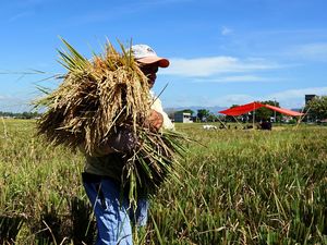 Produksi Beras hingga Juni Diramal Tembus 18,76 Juta Ton Produksi Beras hingga Juni Diramal Tembus 18,76 Juta Ton