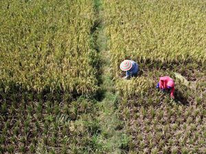 Politik Beras dan Hikayat Pangan Nusantara