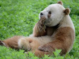Ilmuwan Pecahkan Rahasia kenapa Ada Panda Raksasa Berbulu Coklat