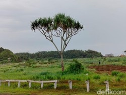 Pohon Pandan di Pangandaran Ini Konon Buat Alat Berat Mental