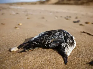 Fenomena 500-an Burung Laut Mati Terdampar Fenomena 500-an Burung Laut Mati Terdampar