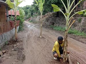 Kesal Tak Diperbaiki, Warga Bima Tanam Pohon Pisang di Tengah Jalan Rusak