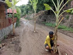 Kesal Tak Diperbaiki, Warga Bima Tanam Pohon Pisang di Tengah Jalan Rusak
