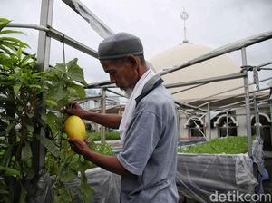 Wow! Beragam Sayur dan Buah Tumbuh di Atap Masjid Wow! Beragam Sayur dan Buah Tumbuh di Atap Masjid