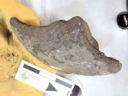 Begini Wujud Fosil Penyu Raksasa dari Zaman Pleistosen Akhir