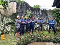 Sempat Makan Ayam Peliharaan, Ular Sanca 4 Meter di Bogor Dievakuasi Damkar
