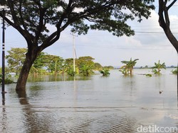 Banjir di Karanganyar Demak, Sawah Tampak Seperti Lautan