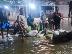 Banjir Masih Deras, Warga Mangunjiwan Demak Ramai-ramai Bendung Jalan Kampung