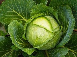 5 Manfaat Kubis yang Tak Disangka-sangka, Termasuk Turunkan Kolesterol Tinggi