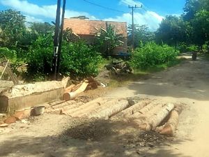 Jalan Ciawet-Puncak Suji Sukabumi Rusak, Lubang Ditambal Pohon Kelapa