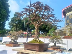 Ratusan Penggemar Bonsai Ikut Pameran di Buleleng, Termahal Rp 500 Juta