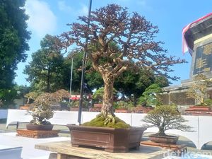 Ratusan Penggemar Bonsai Ikut Pameran di Buleleng, Termahal Rp 500 Juta Ratusan Penggemar Bonsai Ikut Pameran di Buleleng, Termahal Rp 500 Juta