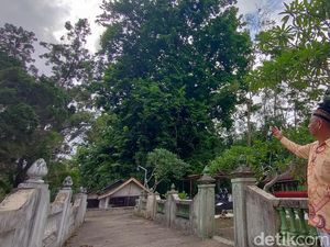 Cerita Pohon Angsana Raksasa di Kulon Progo, Diyakini Tongkat Sunan Kalijaga