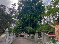 Cerita Pohon Angsana Raksasa di Kulon Progo, Diyakini Tongkat Sunan Kalijaga