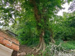 Kisah Pohon Angsana di Kulon Progo, Dipercaya Tongkatnya Sunan Kalijaga