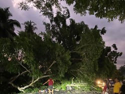 Ngeri, Pohon Tumbang Timpa 2 Orang di Jalan Denpasar-Gilimanuk