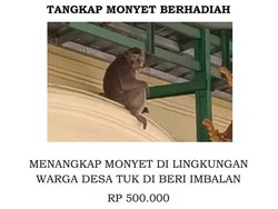 Kata BBKSDA soal Teror Monyet Liar Pengisap Darah Ternak di Cirebon