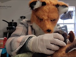 Staf Margasatwa Kenakan Topeng Rubah demi Rawat Rubah Sebatang Kara