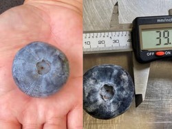 Wow! Blueberi Terbesar di Dunia Ukurannya Sebesar Bola Golf