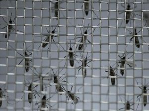 Menkes Heran Nyamuk dengan Bakteri Wolbachia Dianggap Bio Weapon Menkes Heran Nyamuk dengan Bakteri Wolbachia Dianggap Bio Weapon