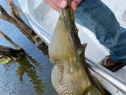 Bola Berlendir Misterius Ditemukan di Amerika