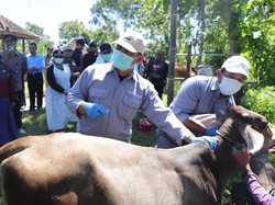 Berantas Antraks, Pemkab Sleman Gelar Vaksinasi