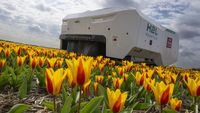Robot Canggih Bisa Deteksi Bunga Tulip Sakit di Belanda