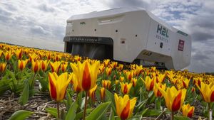 Robot Canggih Bisa Deteksi Bunga Tulip Sakit di Belanda