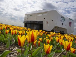 Robot Canggih Bisa Deteksi Bunga Tulip Sakit di Belanda Robot Canggih Bisa Deteksi Bunga Tulip Sakit di Belanda
