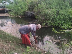 2 Buaya Teror Warga Dua Desa di Sidoarjo