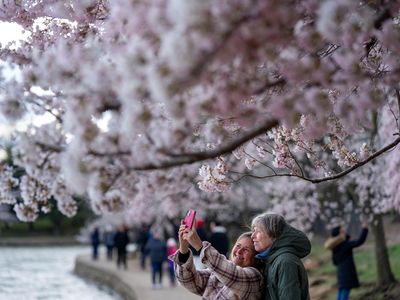 Terbius Keindahan Sakura Mekar Terakhir di Tidal Basin Washington