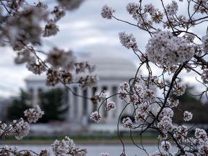Makna Bunga Sakura dan Tradisi Merayakannya di Jepang