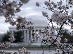 Makna Bunga Sakura dan Tradisi Merayakannya di Jepang