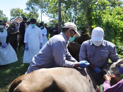 Berantas Antraks, Pemkab Sleman Gelar Vaksinasi