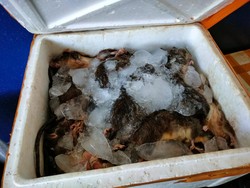 Penampakan 180 Bangkai Tikus Asal Sulteng Disita Balai Karantina Gorontalo