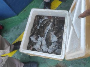 180 Ekor Bangkai Tikus Diselundupkan di Gorontalo Hendak Dijual ke Sulut 180 Ekor Bangkai Tikus Diselundupkan di Gorontalo Hendak Dijual ke Sulut