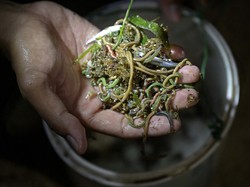 Melihat Antusiasnya Peserta Ikut Kejuaraan Dunia Cari Cacing di Inggris