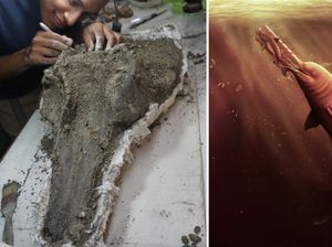 Fosil Lumba-lumba Raksasa Ditemukan, Panjang 3,5 Meter