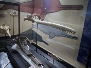 Ini Dia Fosil Lumba-lumba Air Tawar Terbesar di Dunia