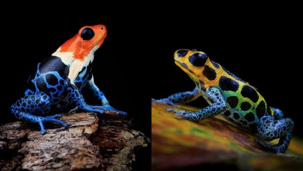 Foto Katak Beracun Tapi Bikin Terpesona