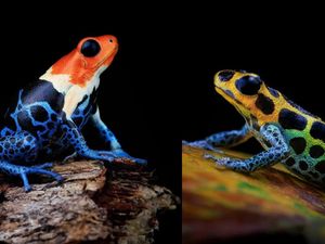 Aneka Foto Katak Berwarna Cantik, Tapi Beracun! Aneka Foto Katak Berwarna Cantik, Tapi Beracun!