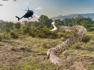 Kesaksian Orang yang Ngaku Lihat Legenda Ular 15 Meter di Kongo