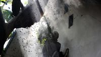Melihat Penen Madu Hutan di Aceh