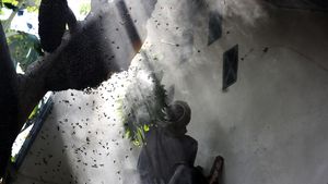 Melihat Penen Madu Hutan di Aceh