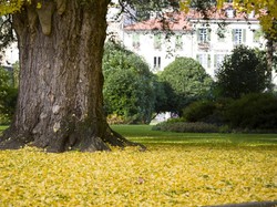 6 Alasan untuk Tidak Menanam Pohon Besar Dekat Rumah