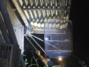 Ular Piton 3 Meter Ditangkap Saat Mangsa Burung Dara di Wonogiri