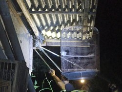 Ular Piton 3 Meter Ditangkap Saat Mangsa Burung Dara di Wonogiri