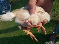 Cerita Warga Tuk Cirebon soal Teror Monyet Liar Pengisap Darah Ternak